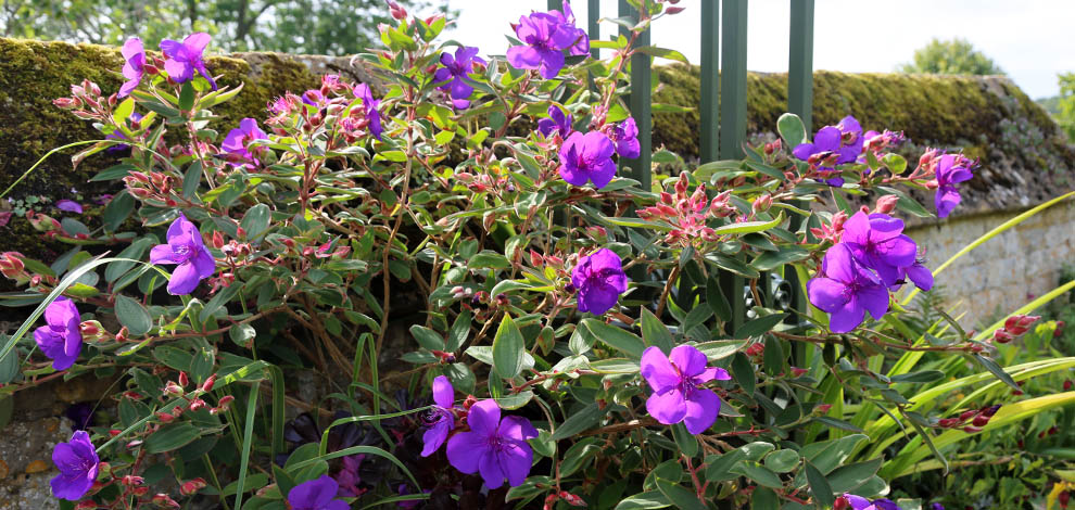 Bourton House Garden