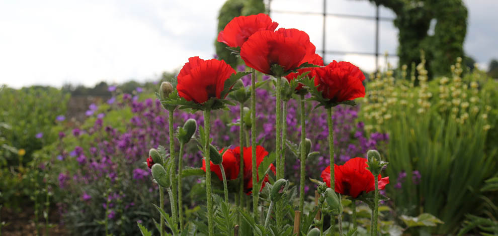 Bourton House Garden