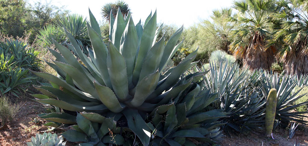 Jardi botanic barcelona