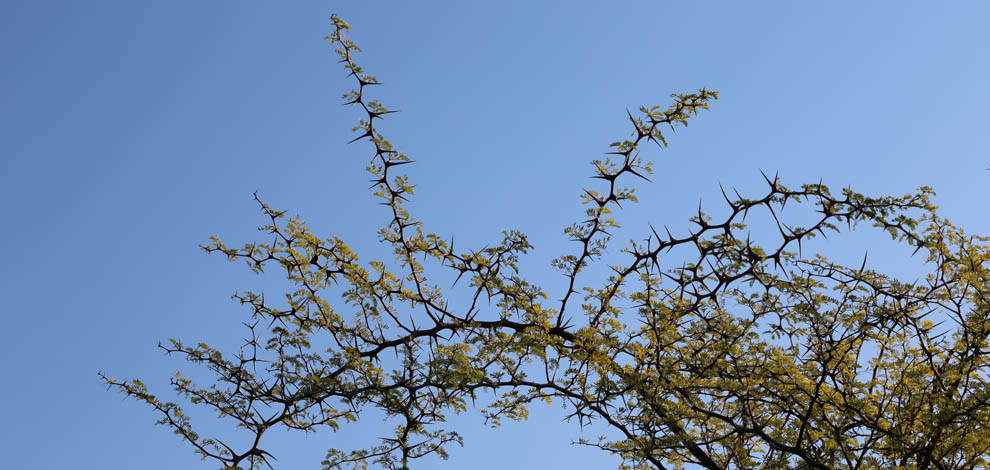 Jardi botanic barcelona