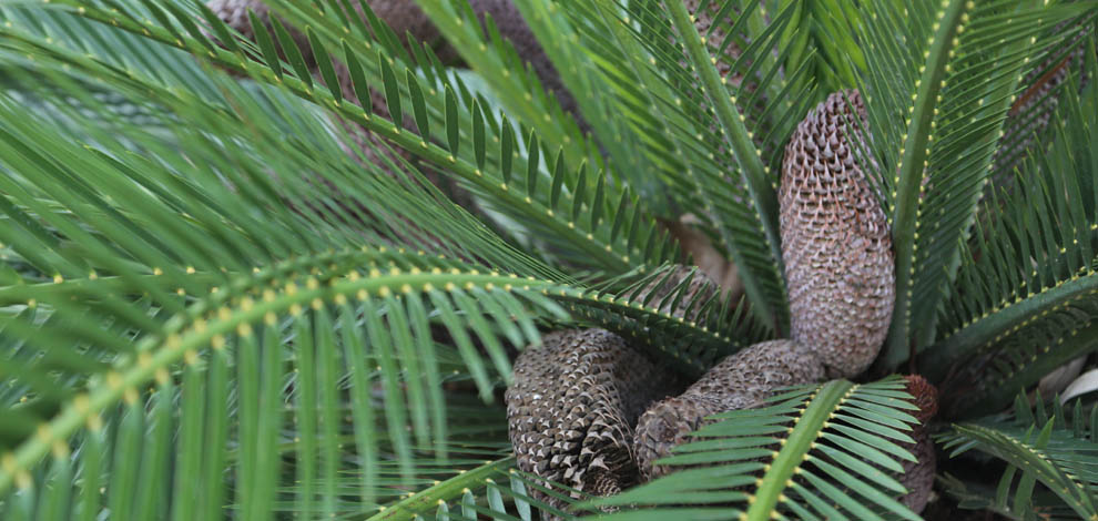 Jardi botanic barcelona