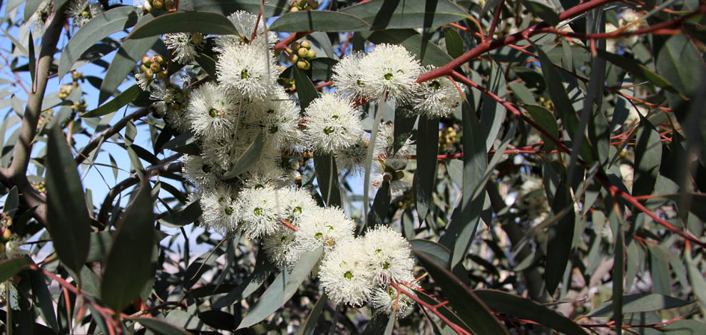 Jardi botanic barcelona