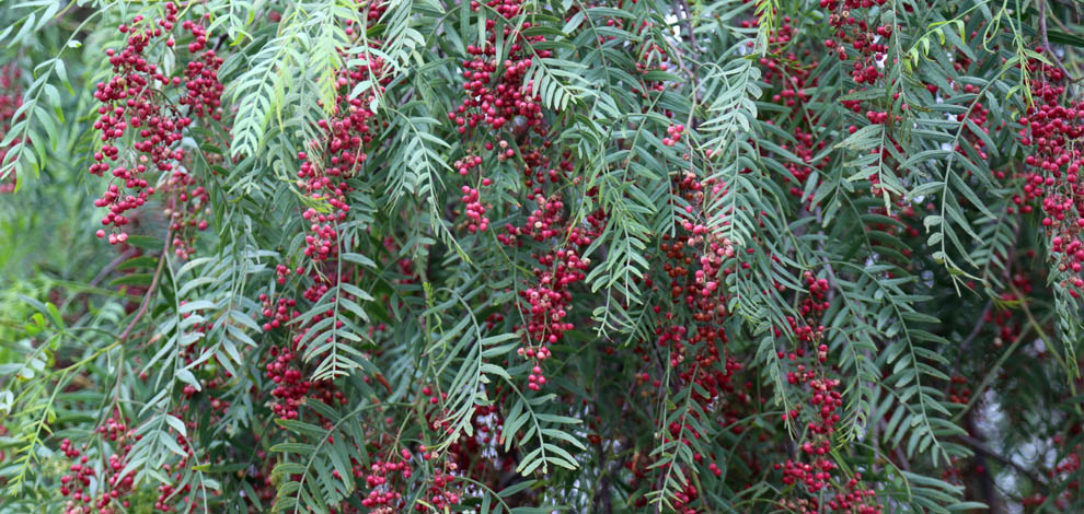 Jardi botanic barcelona