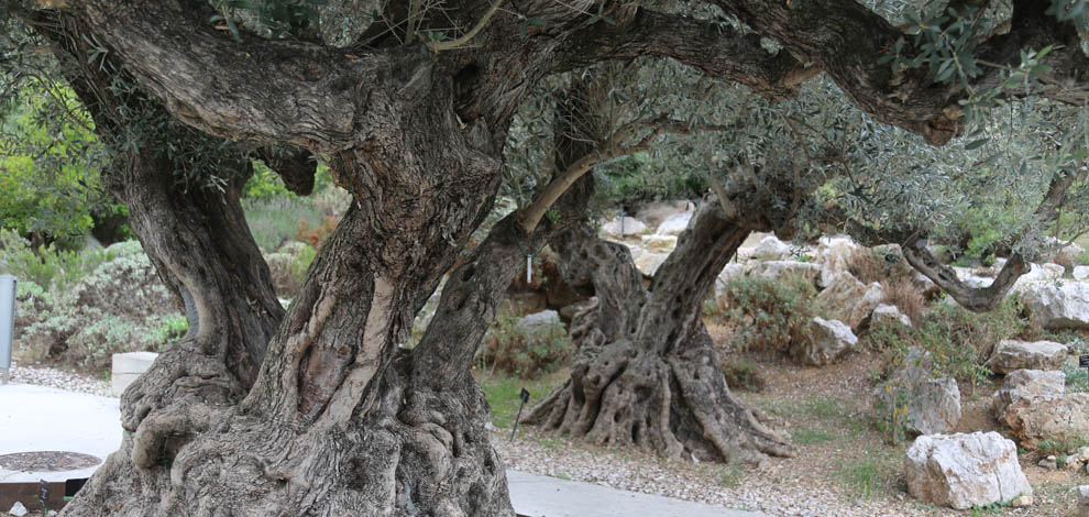 Jardi botanic barcelona