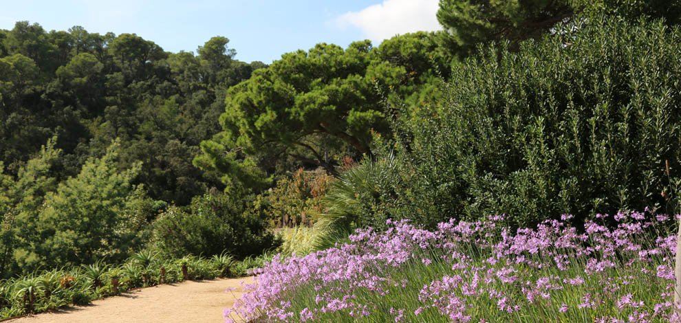 Jardi cap roig