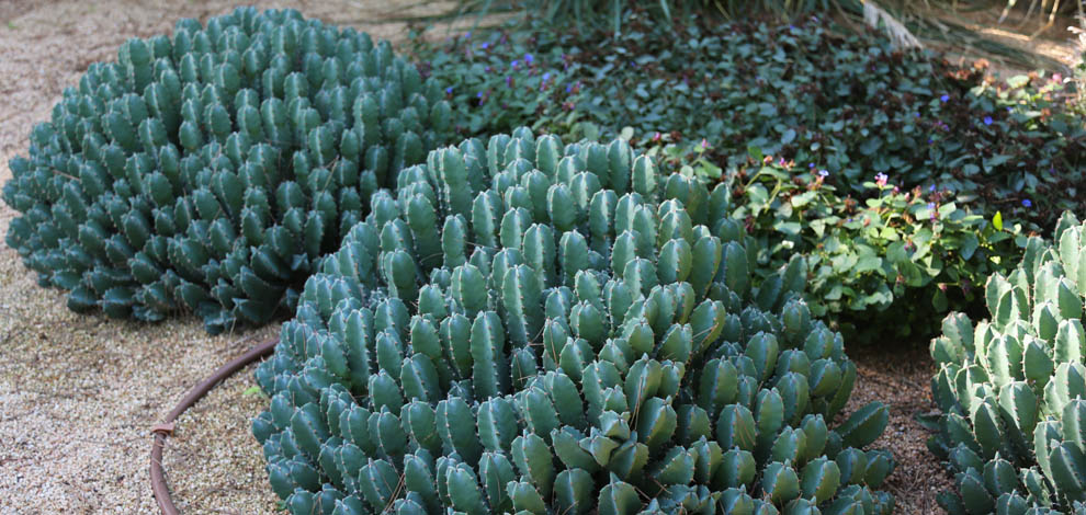 Jardi cap roig