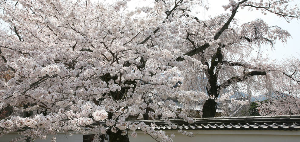 Cherry Blossom Kyoto