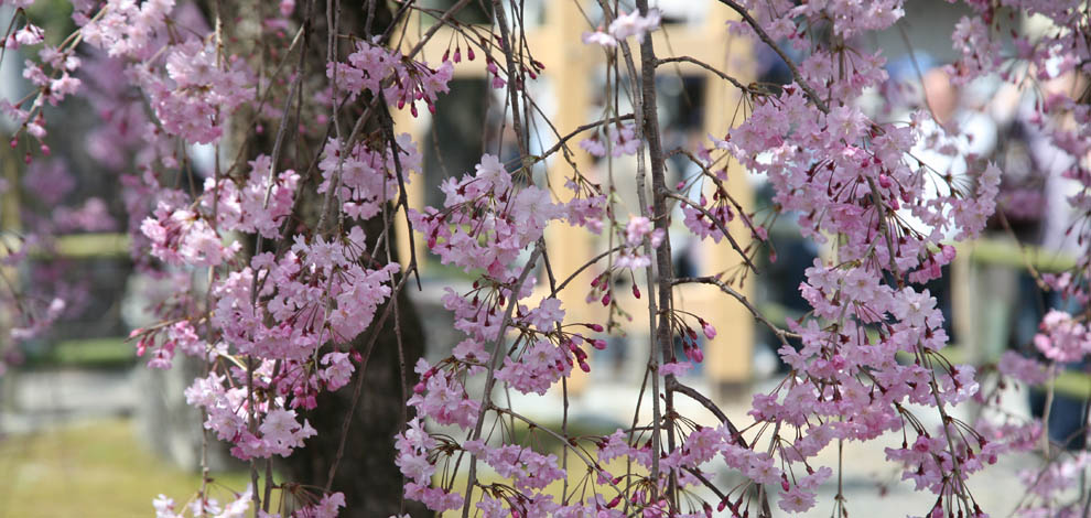 Cherry Blossom Kyoto