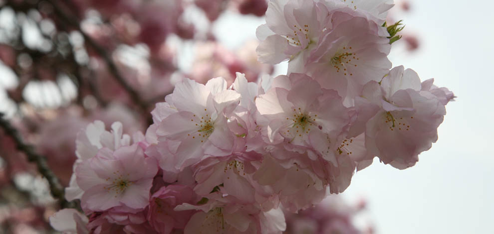 Cherry Blossom Kyoto