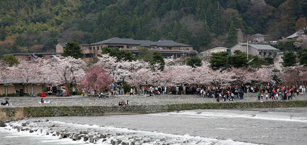 Cherry Blossom Kyoto