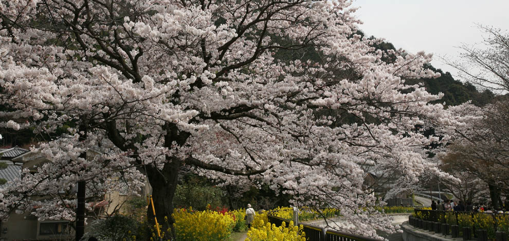 Cherry Blossom Kyoto