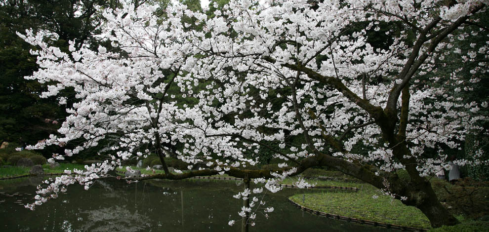 Cherry Blossom Kyoto