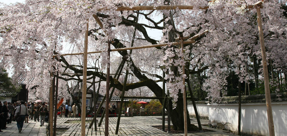 Cherry Blossom Kyoto