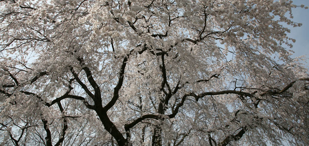 Cherry Blossom Kyoto