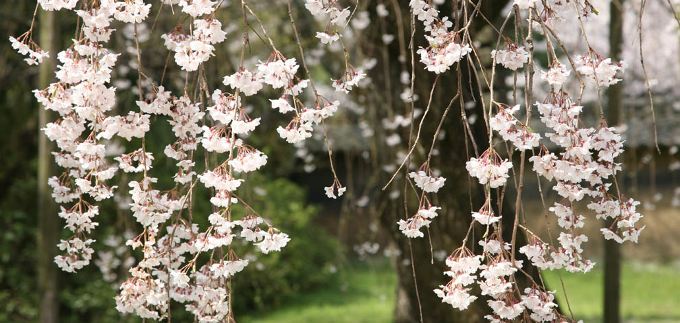 Cherry Blossom Kyoto