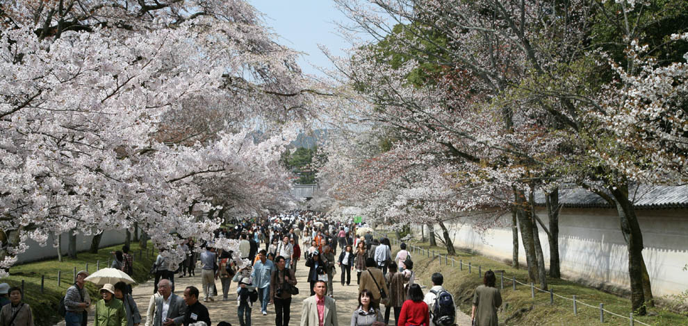 Cherry Blossom Kyoto