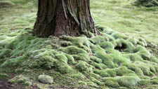 The moss Garden in Kyoto