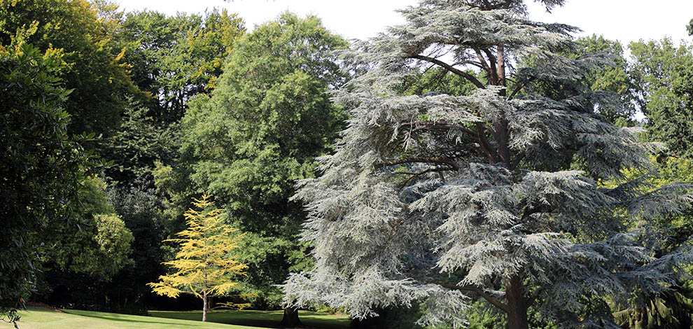 Bois de Moutiers