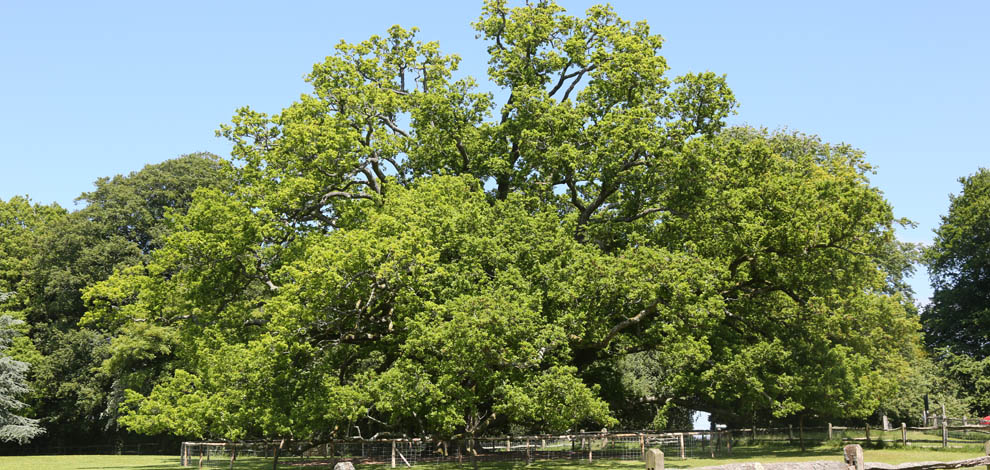 Pashley Manor