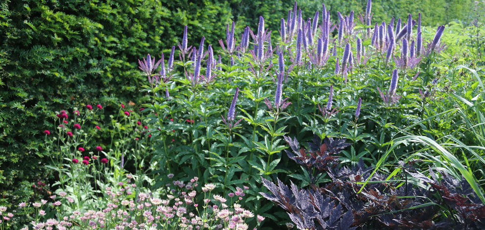 Yorkshire dove Cottage